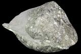 Pyrite Replaced Brachiopod (Paraspirifer) - Ohio #89736-1